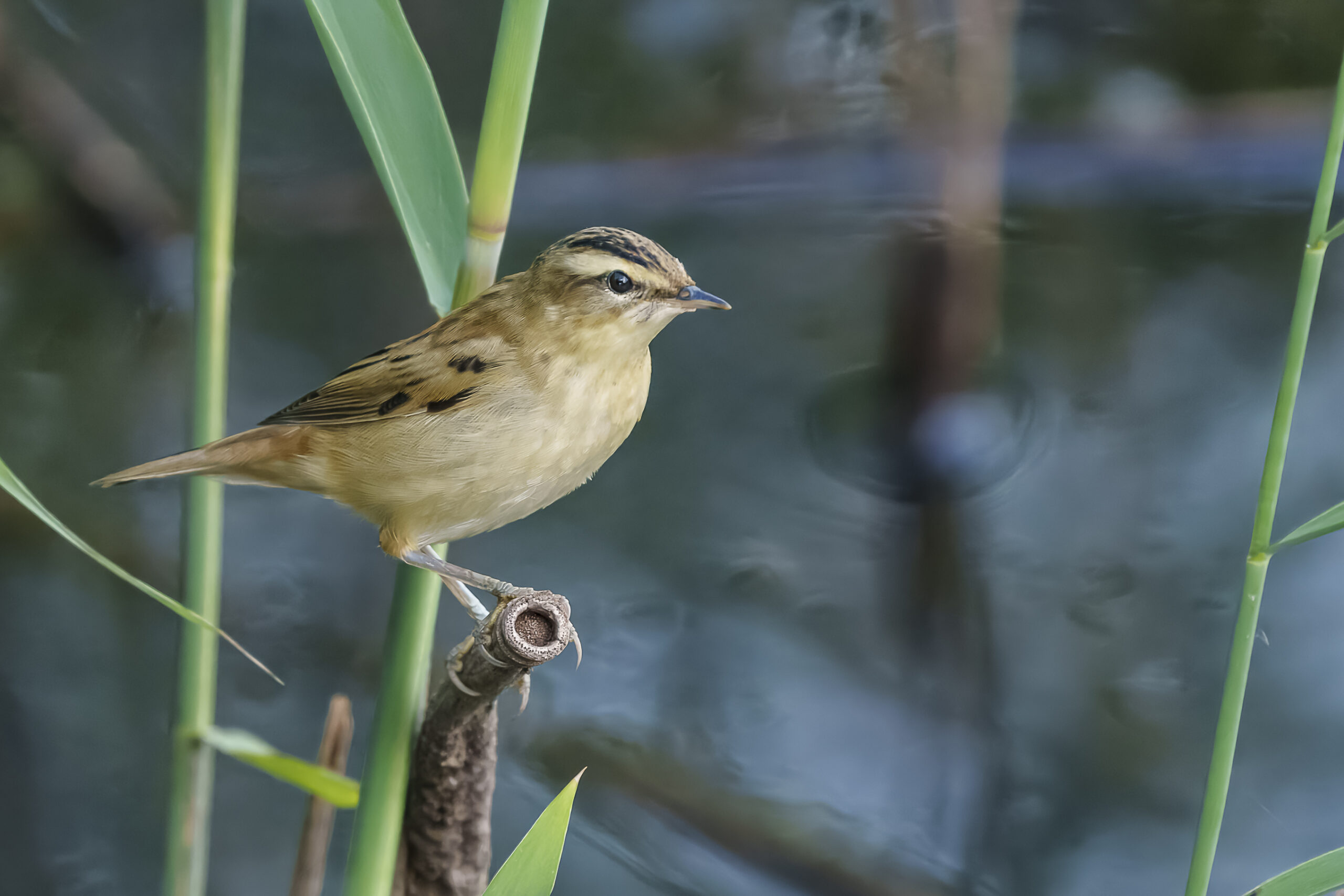 Foto di: Bruno Zahnd