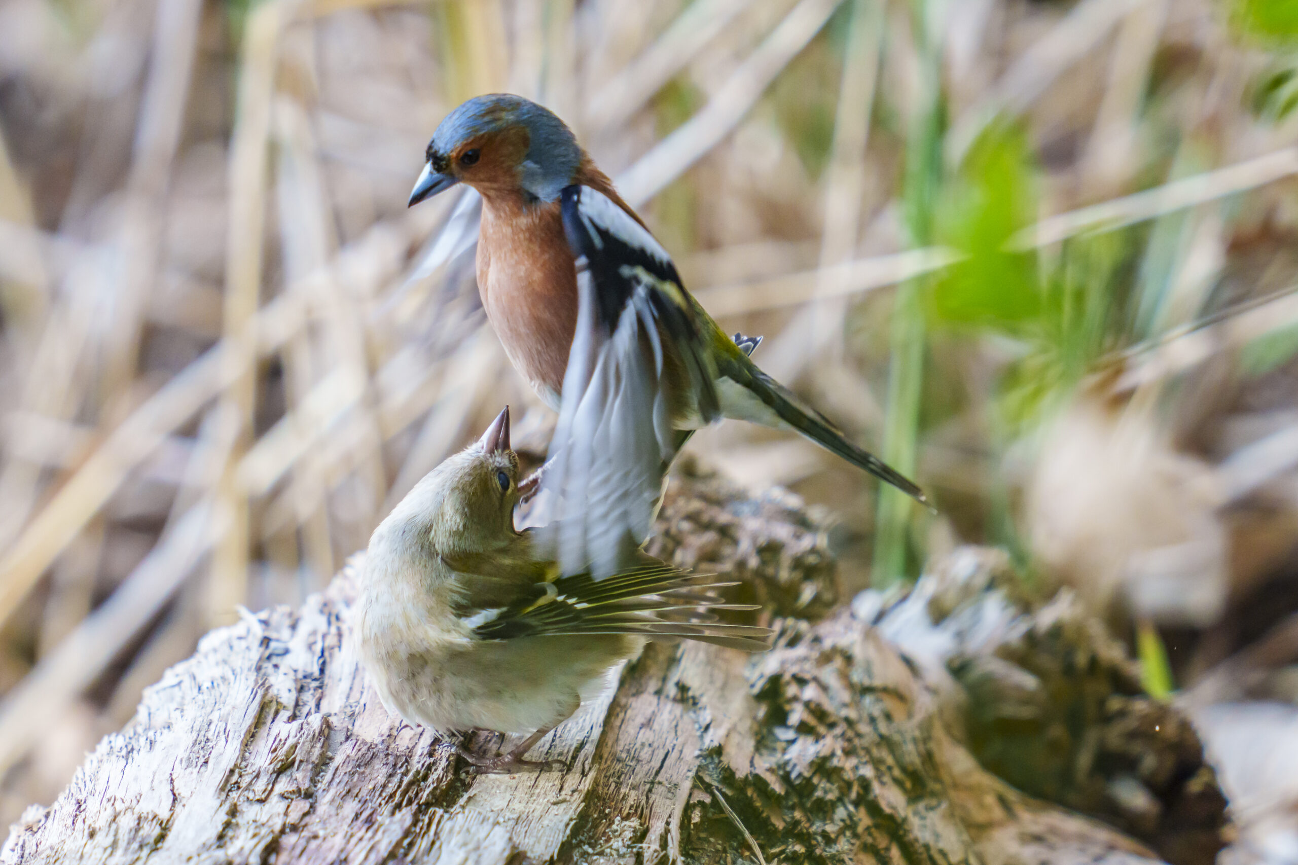 Foto di: Bruno Zahnd