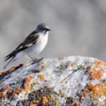 Fringuello alpino - Ficedula