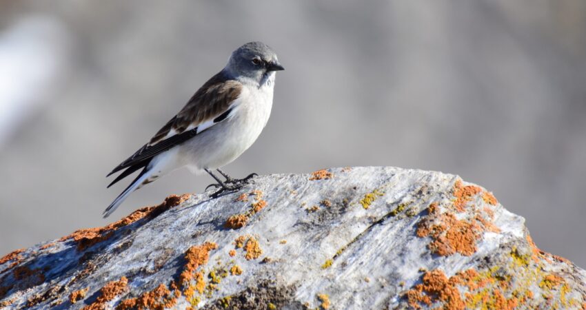 Fringuello alpino - Ficedula