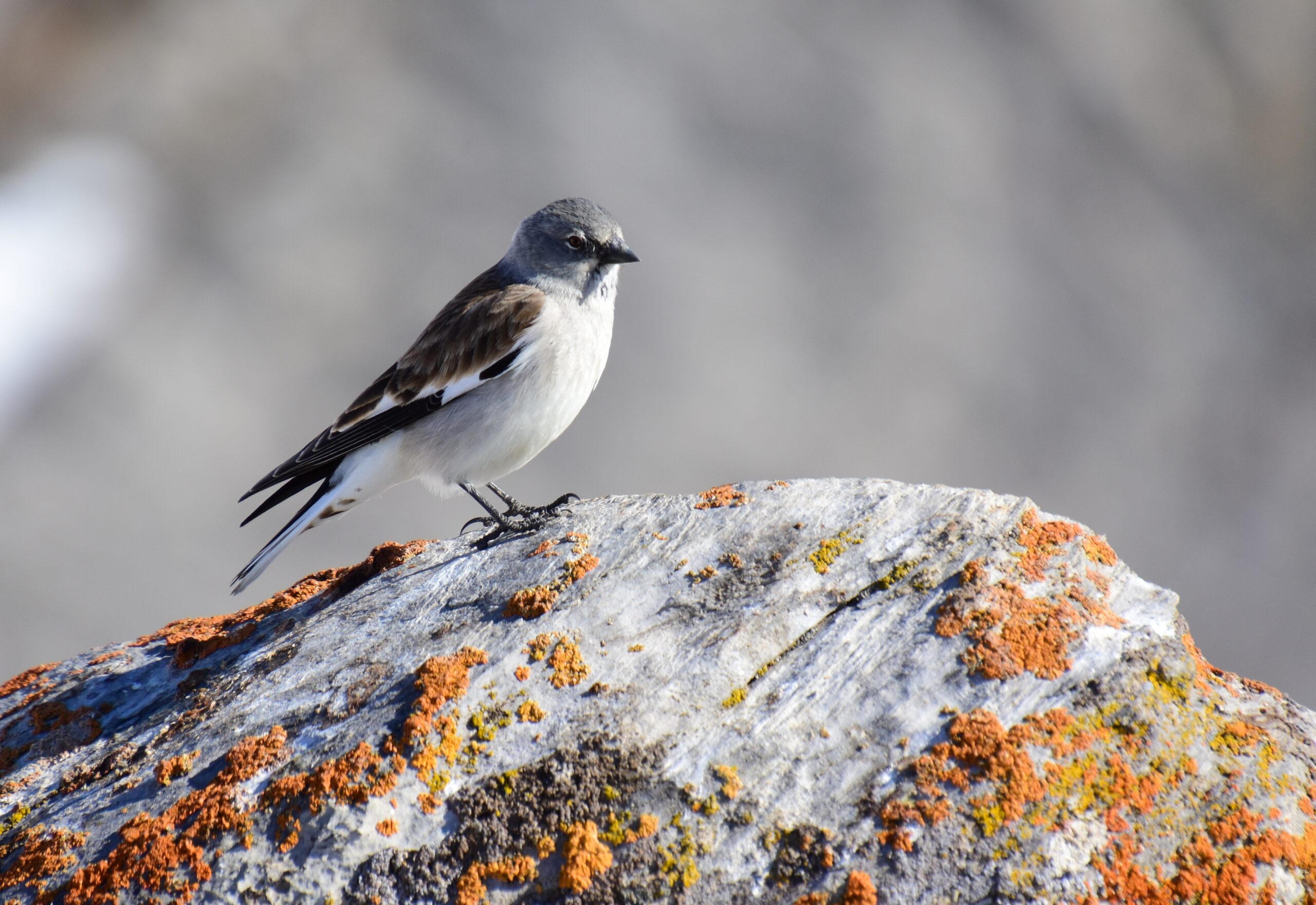 Fringuello alpino - Ficedula