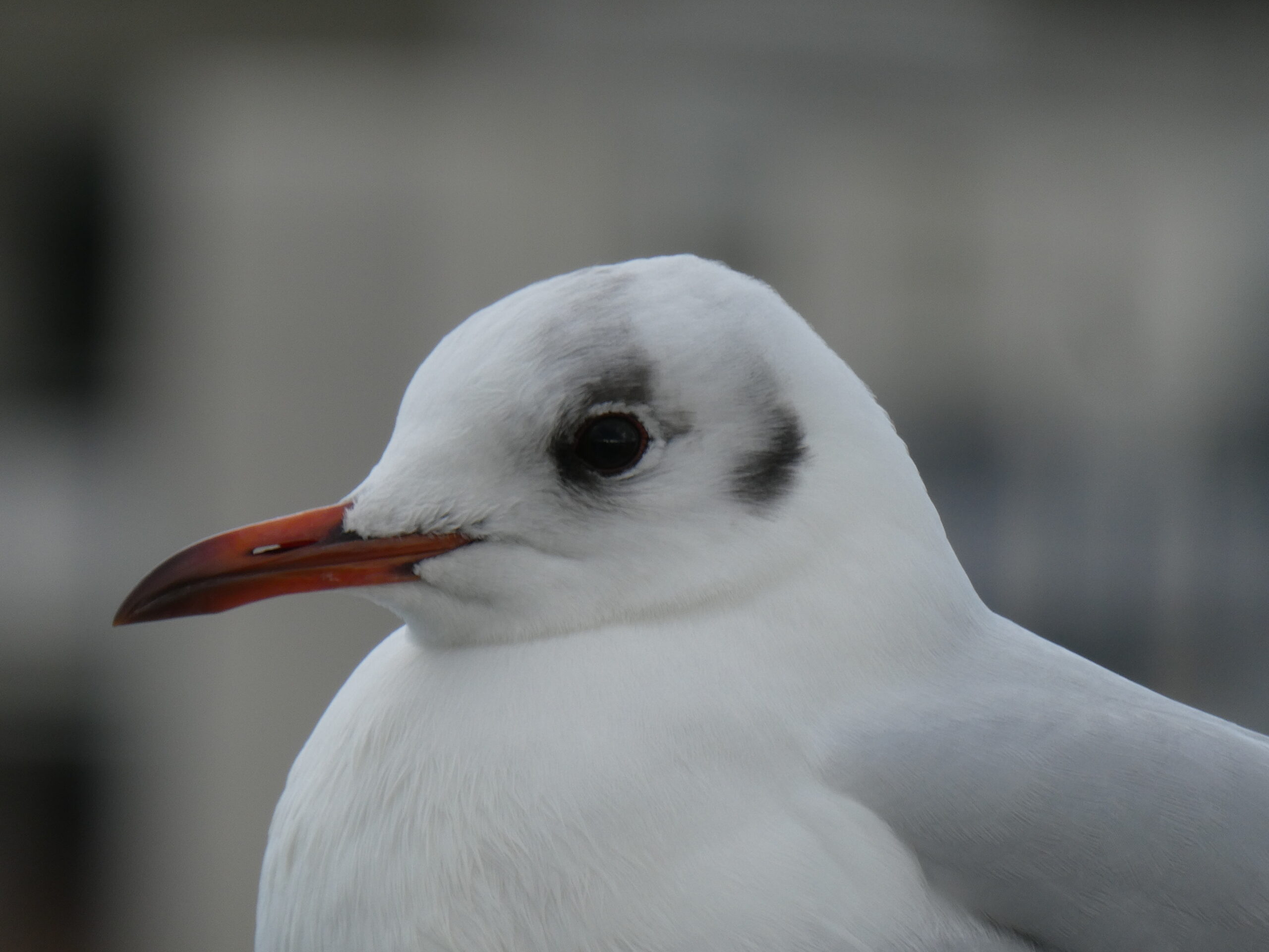 Foto di: Lucia Mattei