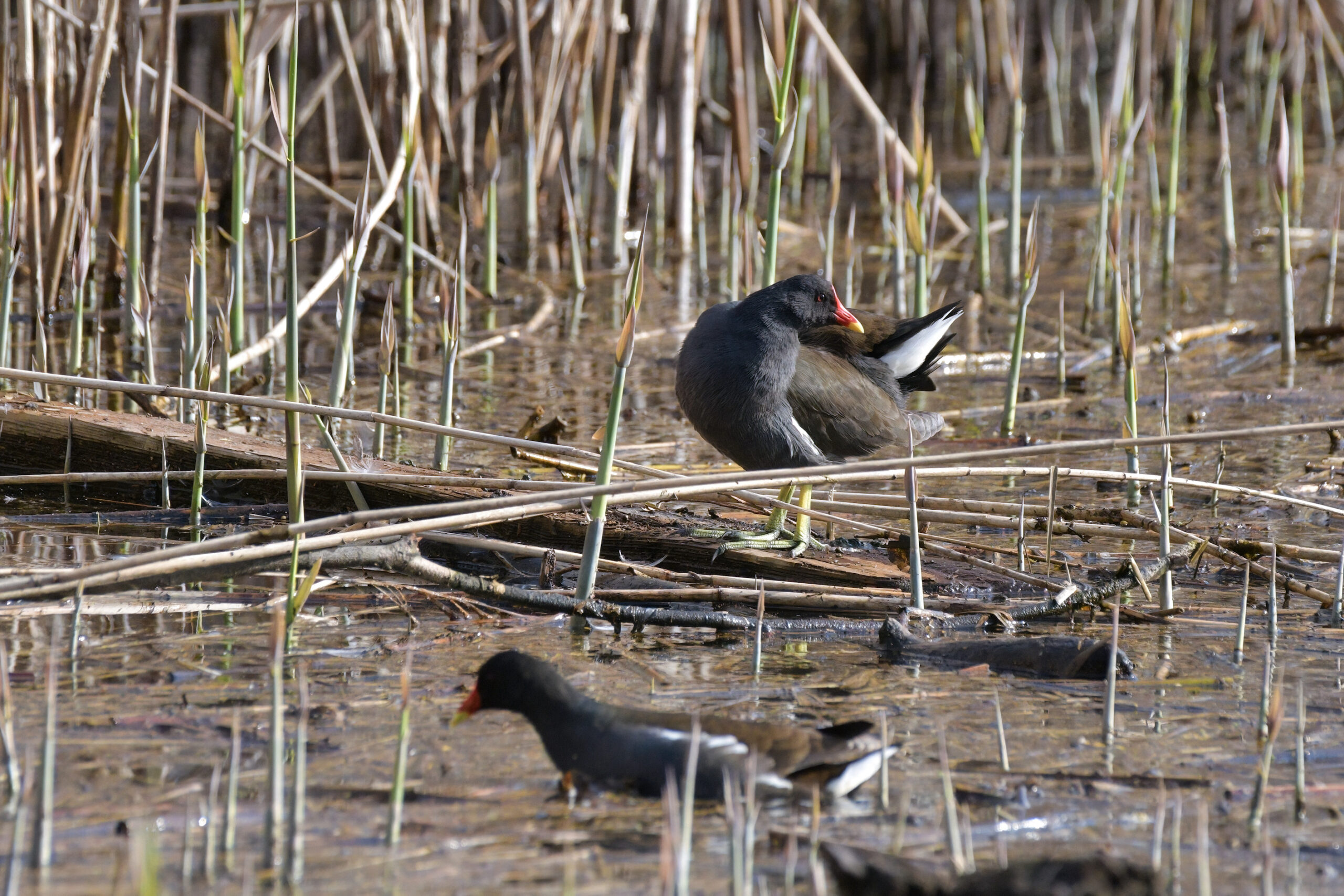 Foto di: Diana Sauer