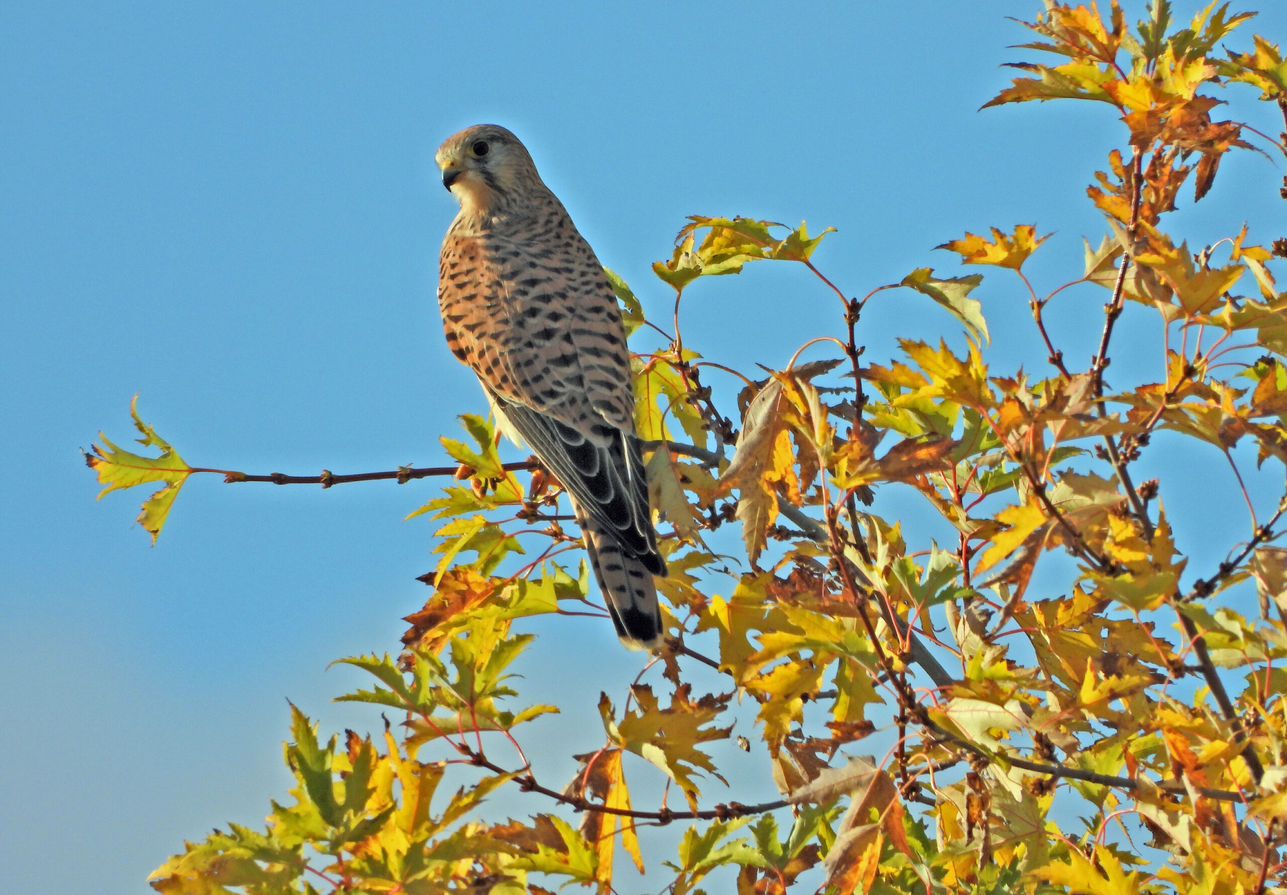 Foto di: Davide Magnaghi