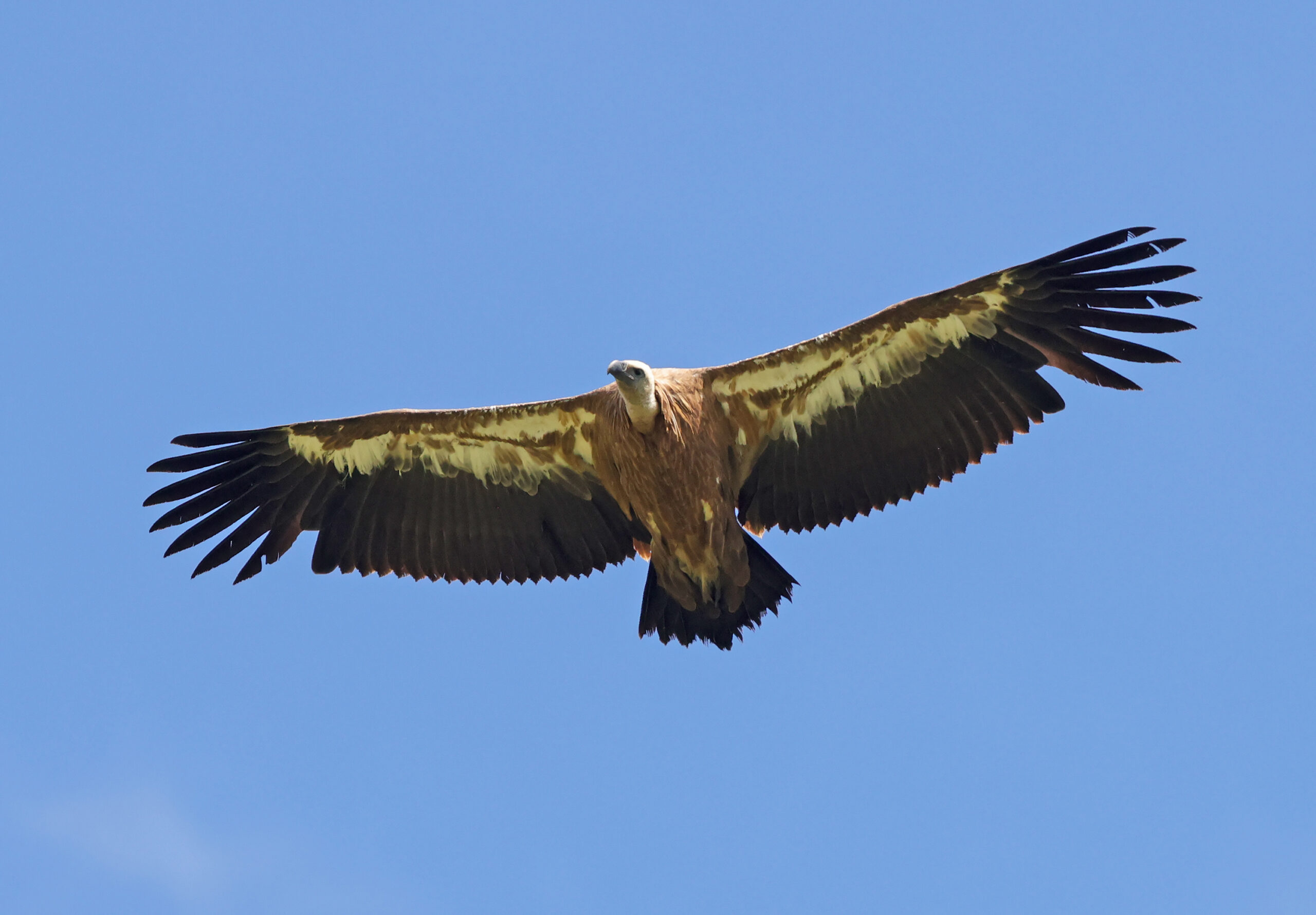 Foto di: Gianni Marcolli