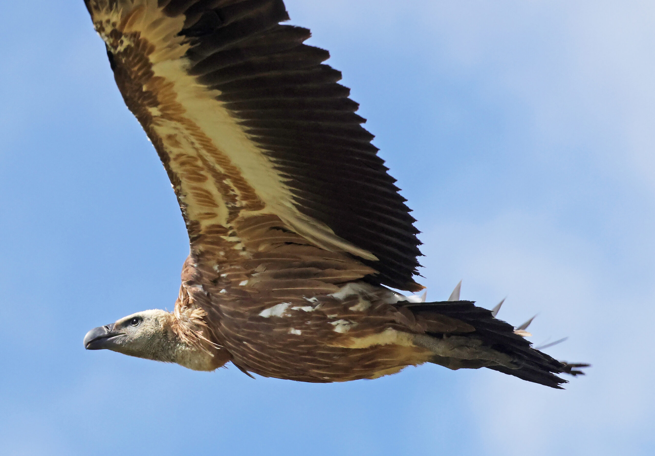Foto di: Gianni Marcolli