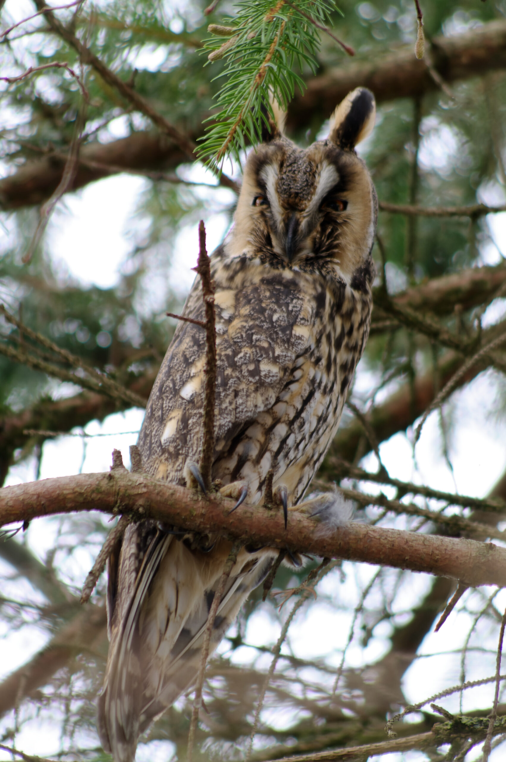 Foto di: Luca Jurietti