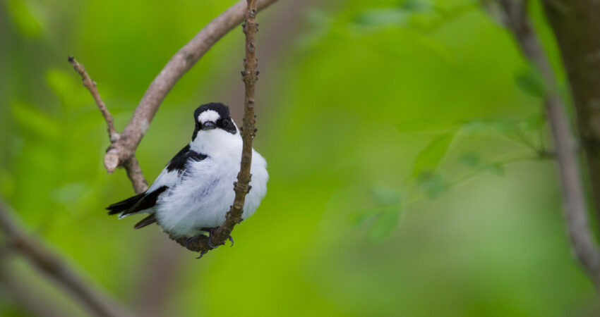 Home Slider - Ficedula