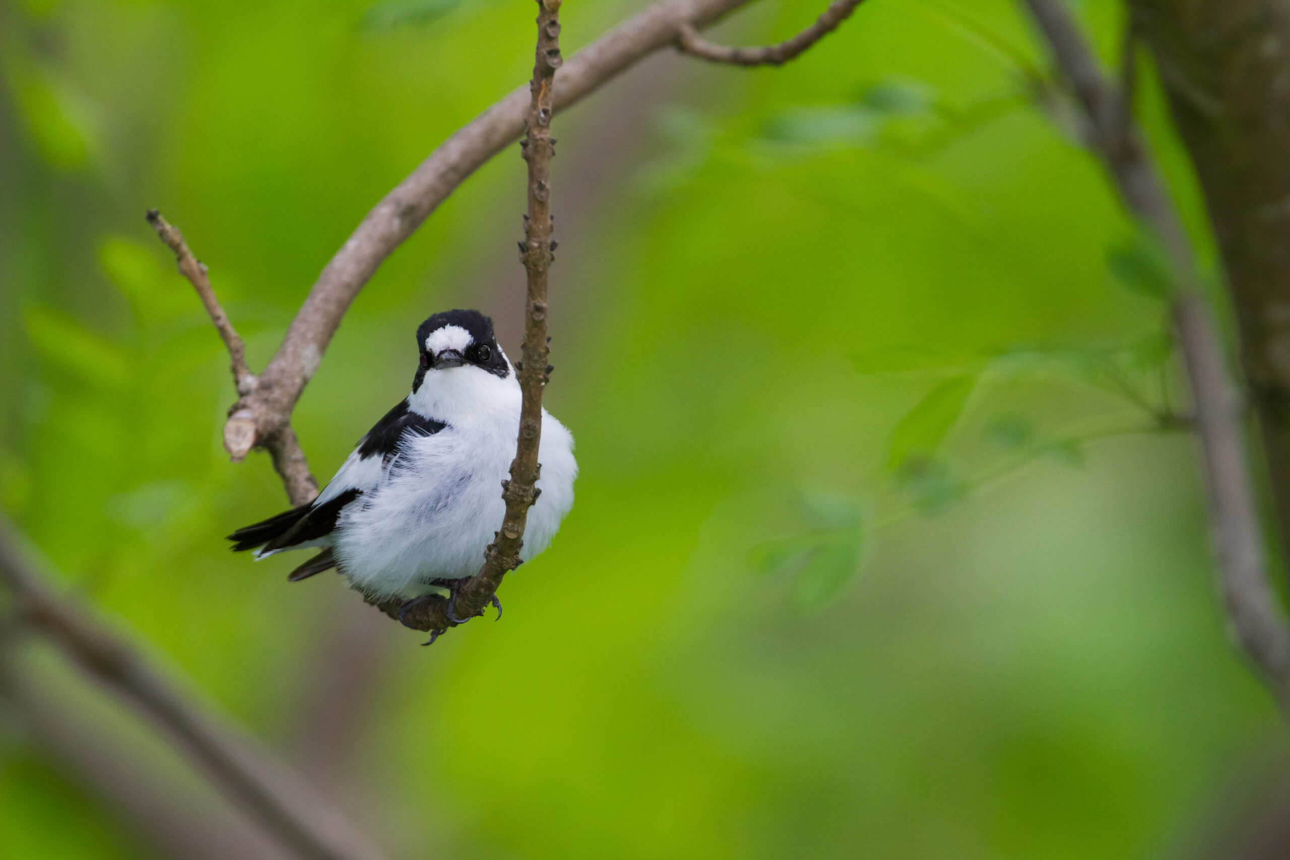 Home Slider - Ficedula