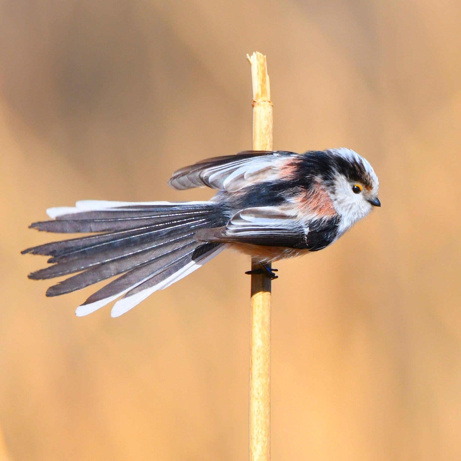 Foto di: Claudio Danesi