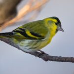 Lucherino - Ficedula