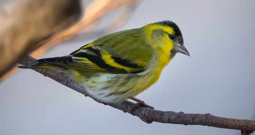 Lucherino - Ficedula