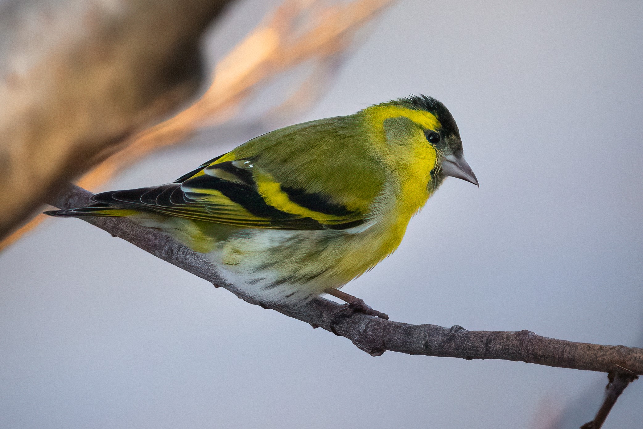 Lucherino - Ficedula