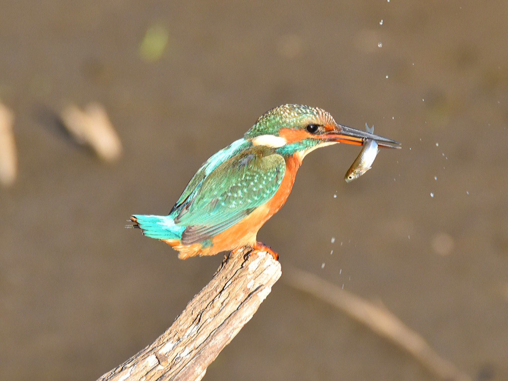 Foto di: Claudio Danesi