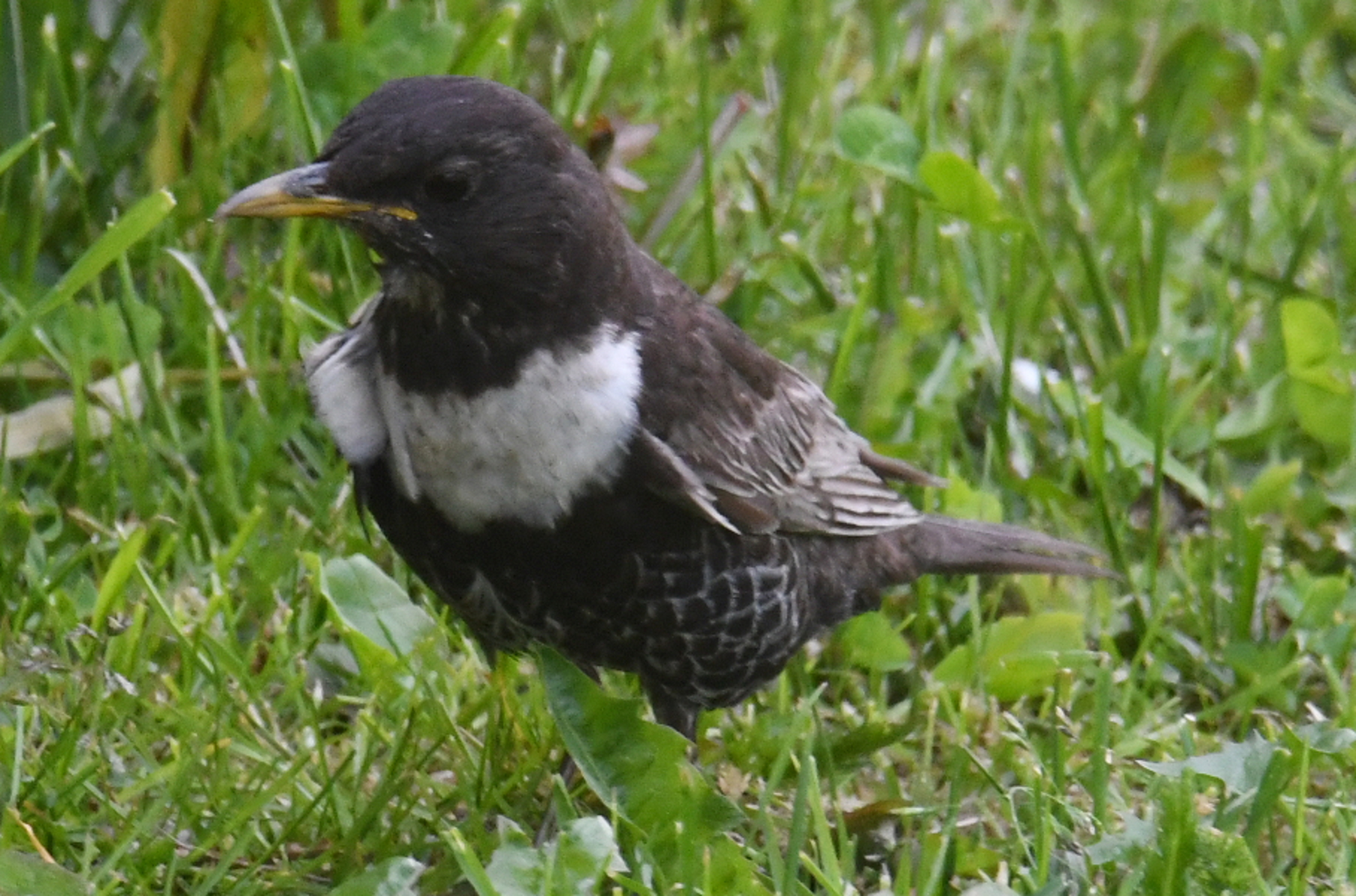 Foto di: Fausto Beretta