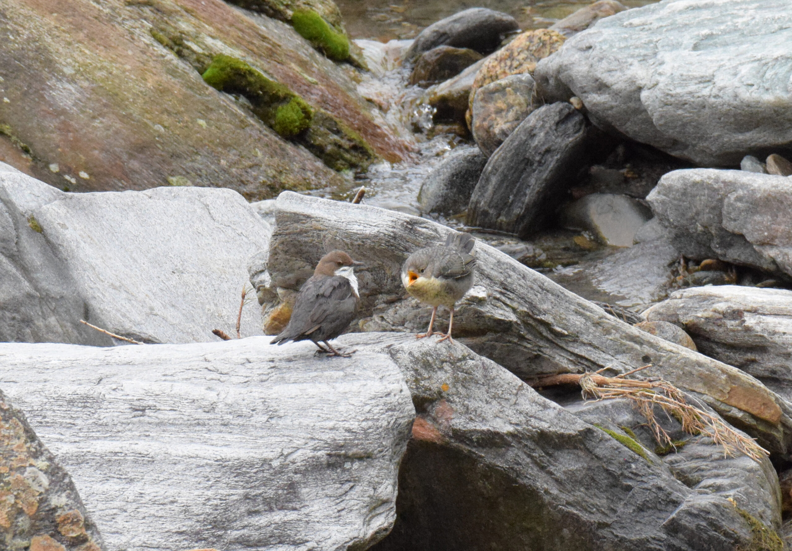 Merlo acquaiolo - Ficedula