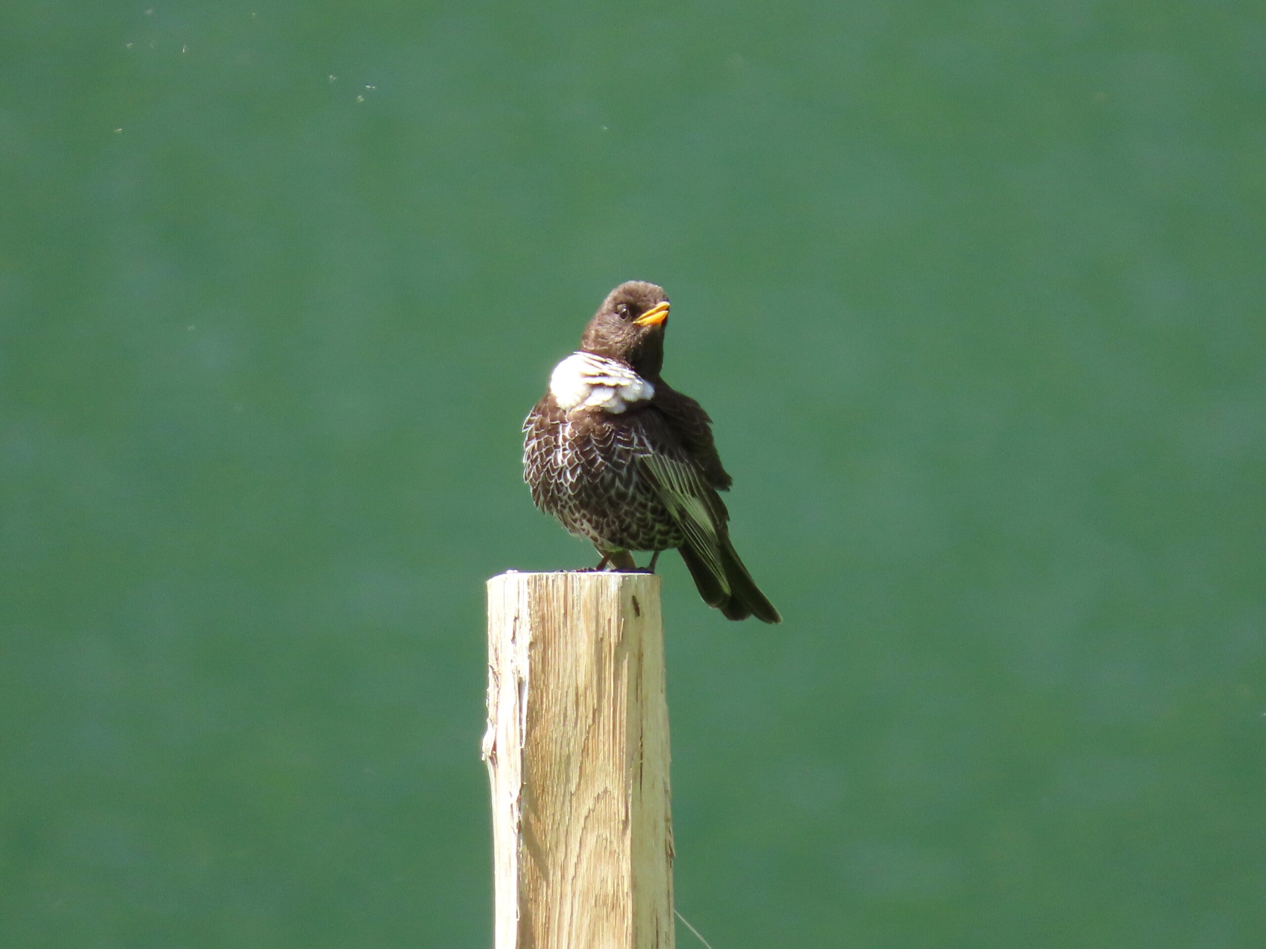 Foto di: Ilaria Cattaneo