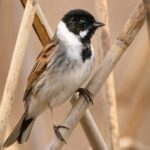 Migliarino di palude - Ficedula