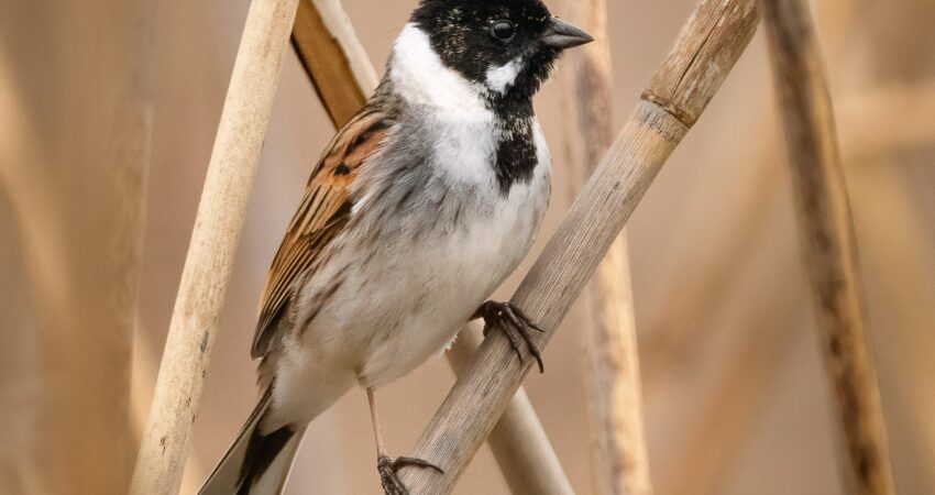 Migliarino di palude - Ficedula