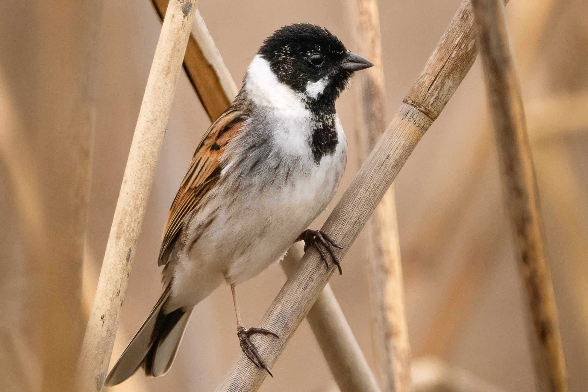 Migliarino di palude - Ficedula