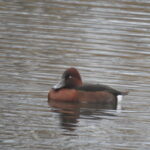 Moretta tabaccata - Ficedula