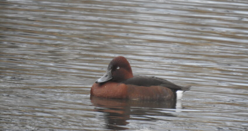 Moretta tabaccata - Ficedula