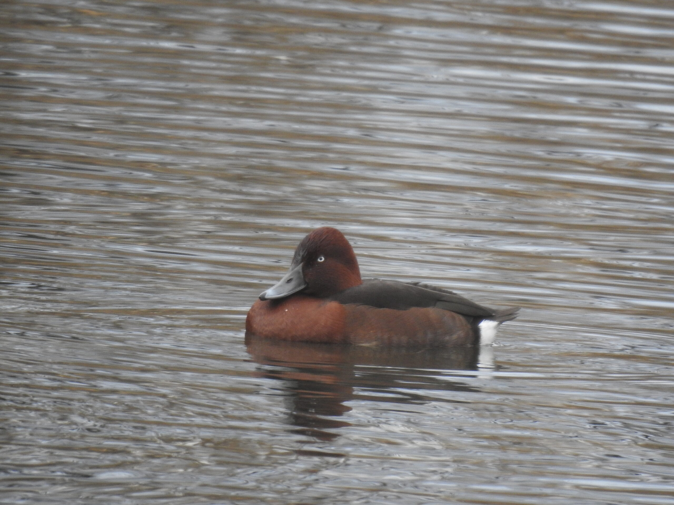 Moretta tabaccata - Ficedula