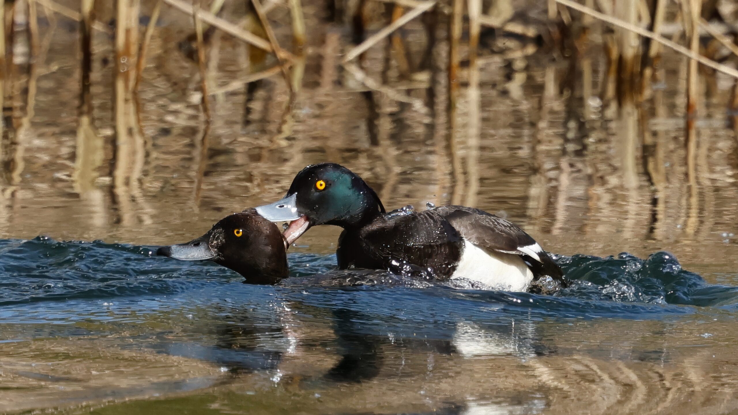 Foto di: Jorge Herzig