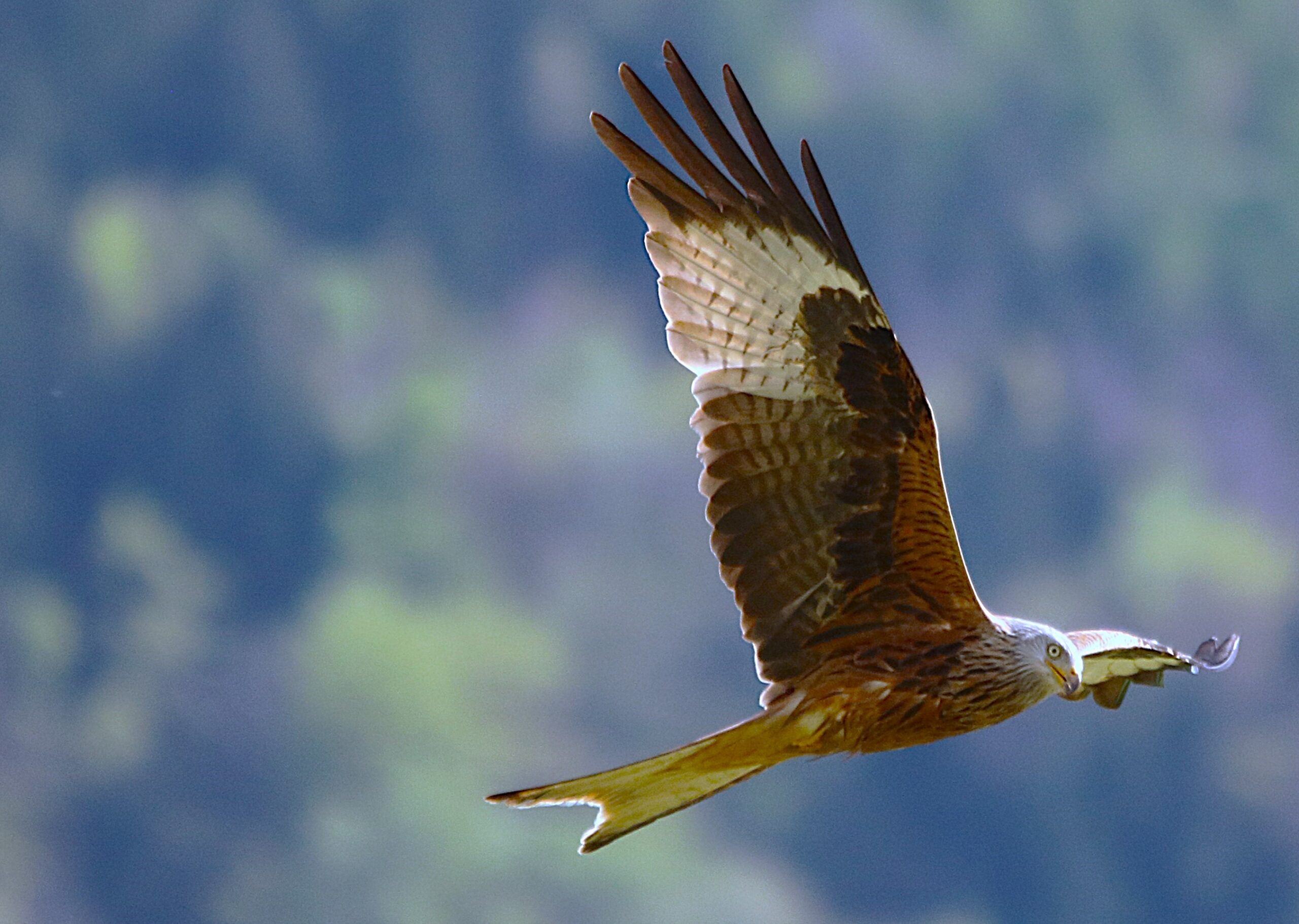 Foto di: Eli Mordasini