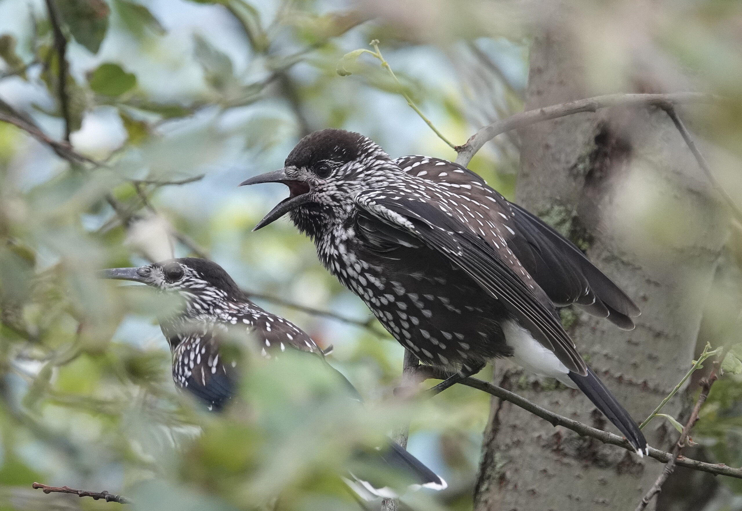 Foto di: Daisy Patritti