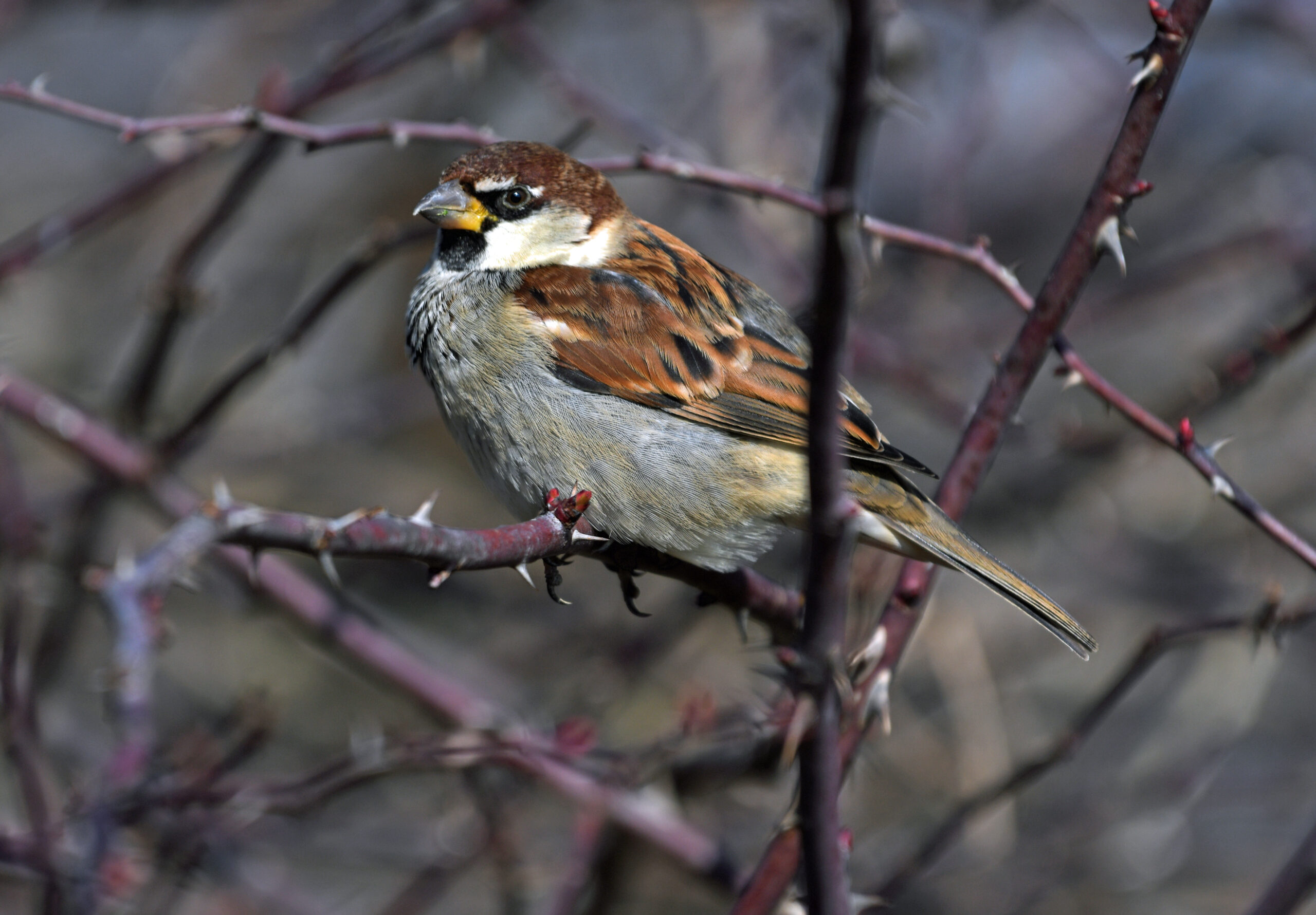 Foto di: Davide Magnaghi