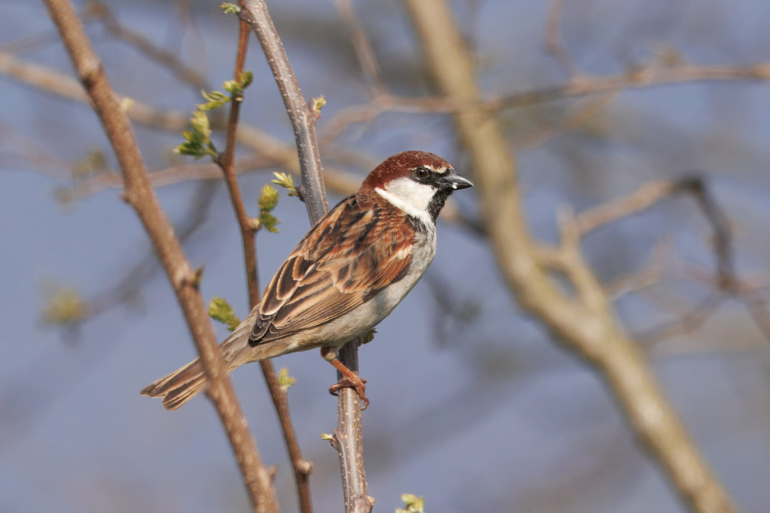 Foto di: Jorge Herzig