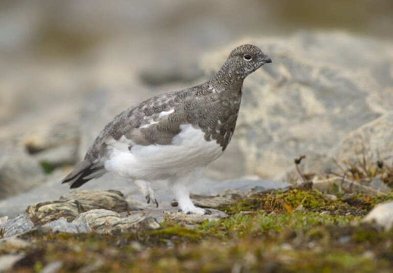 White Partridge Project
