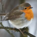 Pettirosso - Ficedula