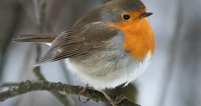 Pettirosso - Ficedula