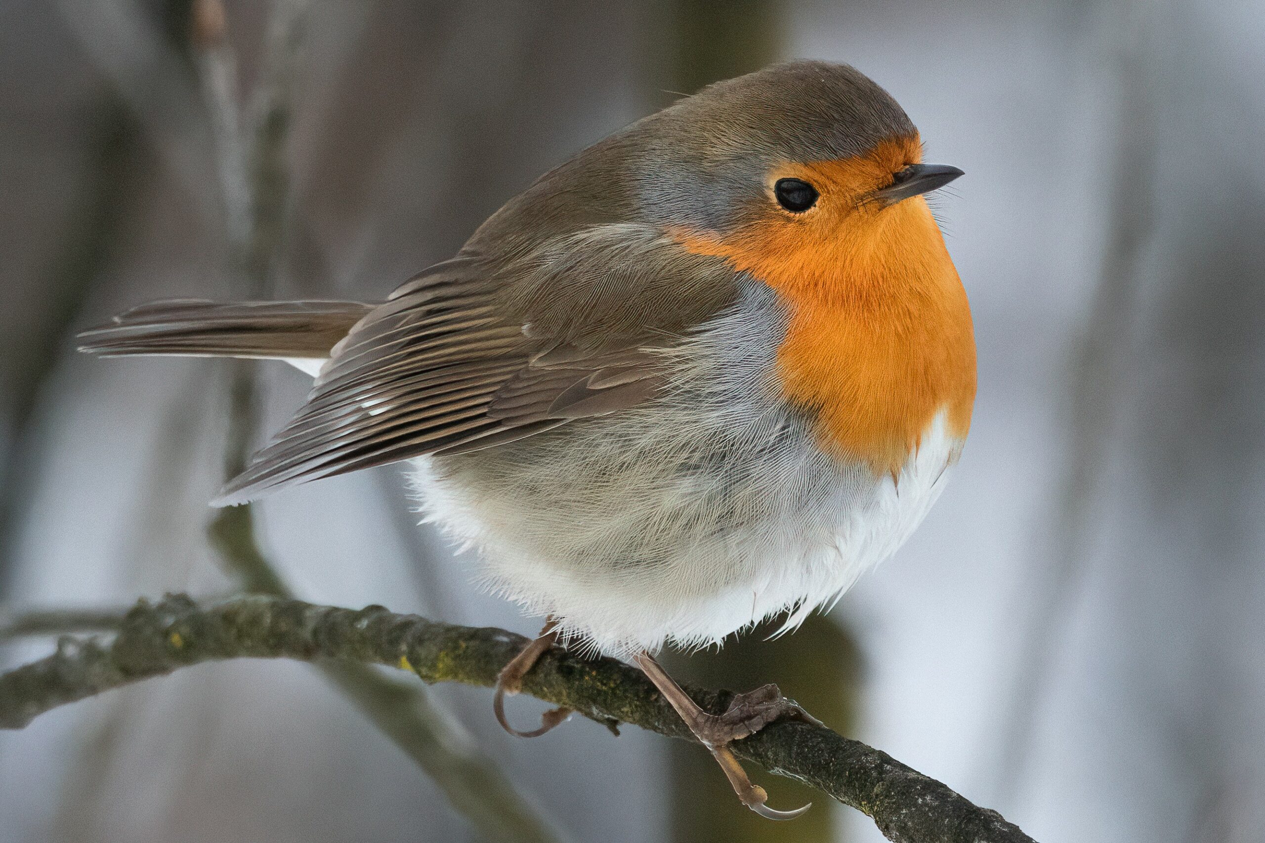 Pettirosso - Ficedula