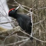 Picchio nero - Ficedula