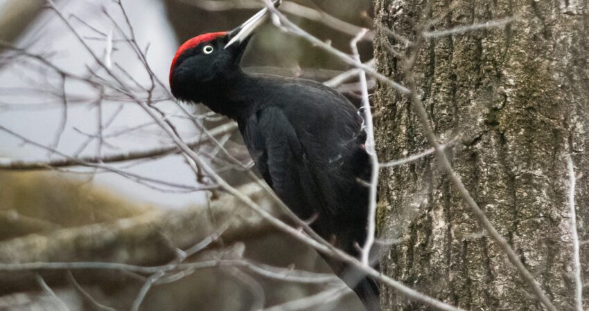 Picchio nero - Ficedula