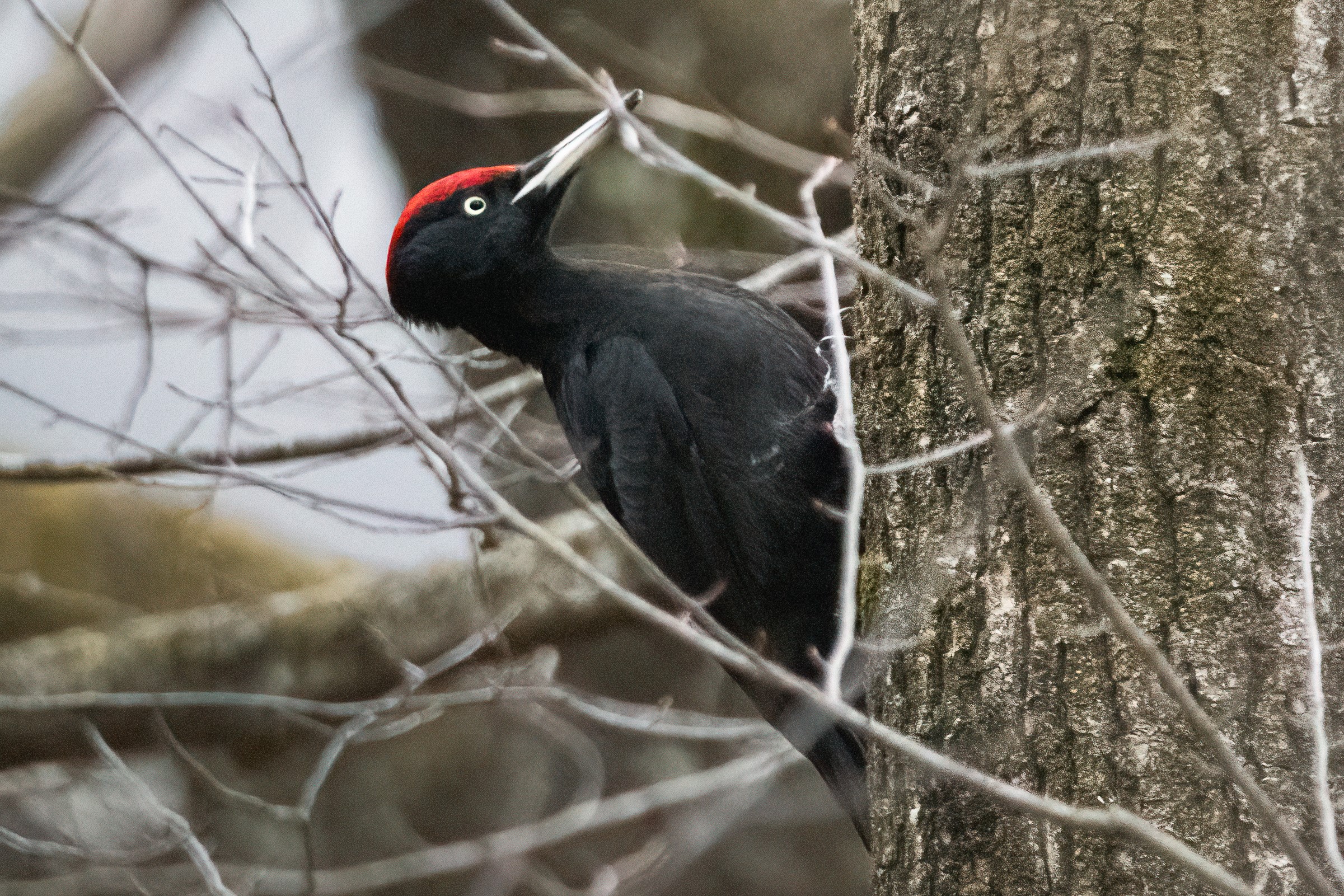 Picchio nero - Ficedula