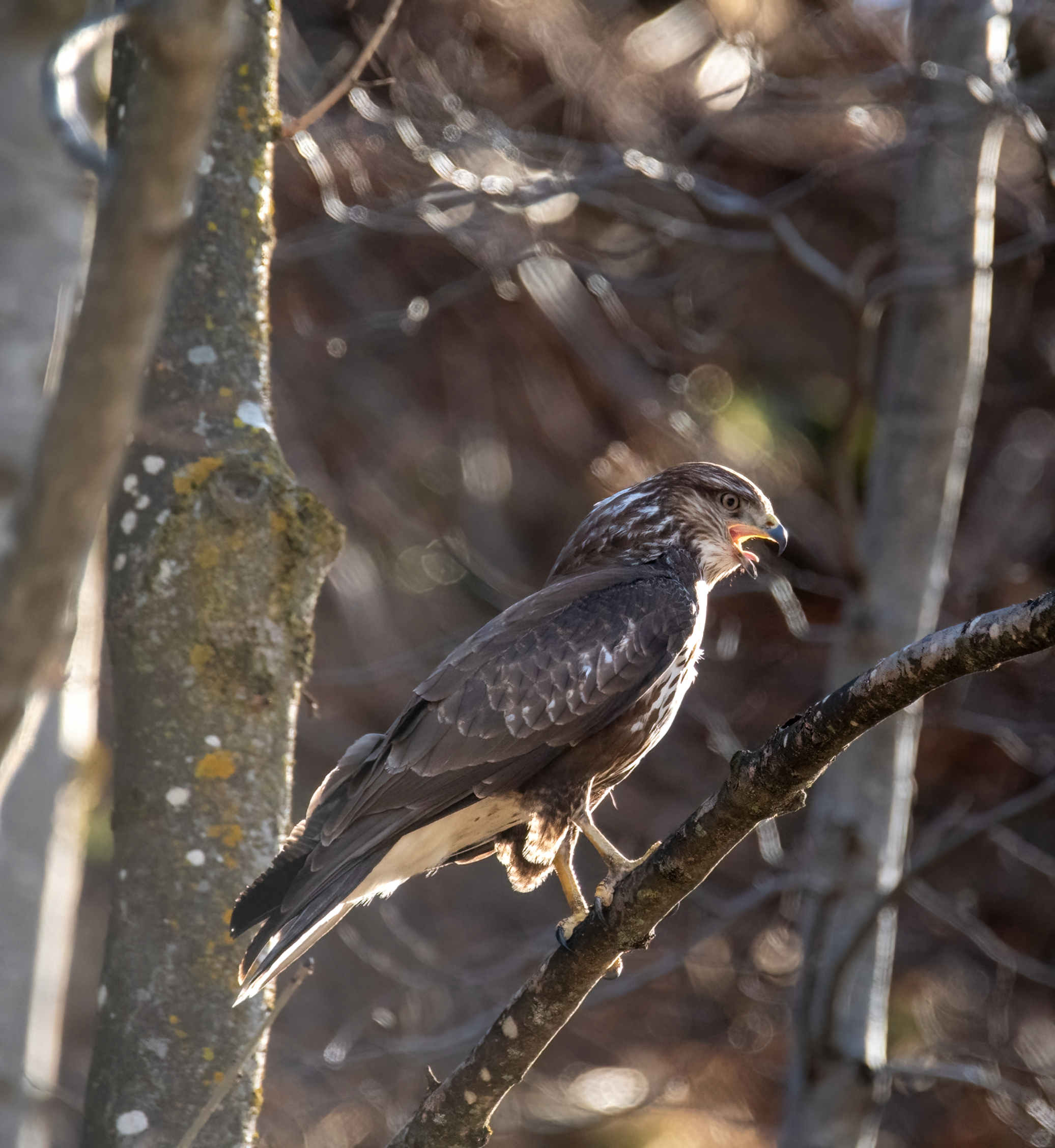 Foto di: Paola Dova-Fenini