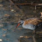 Porciglione - Ficedula