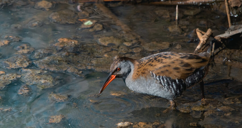 Porciglione - Ficedula