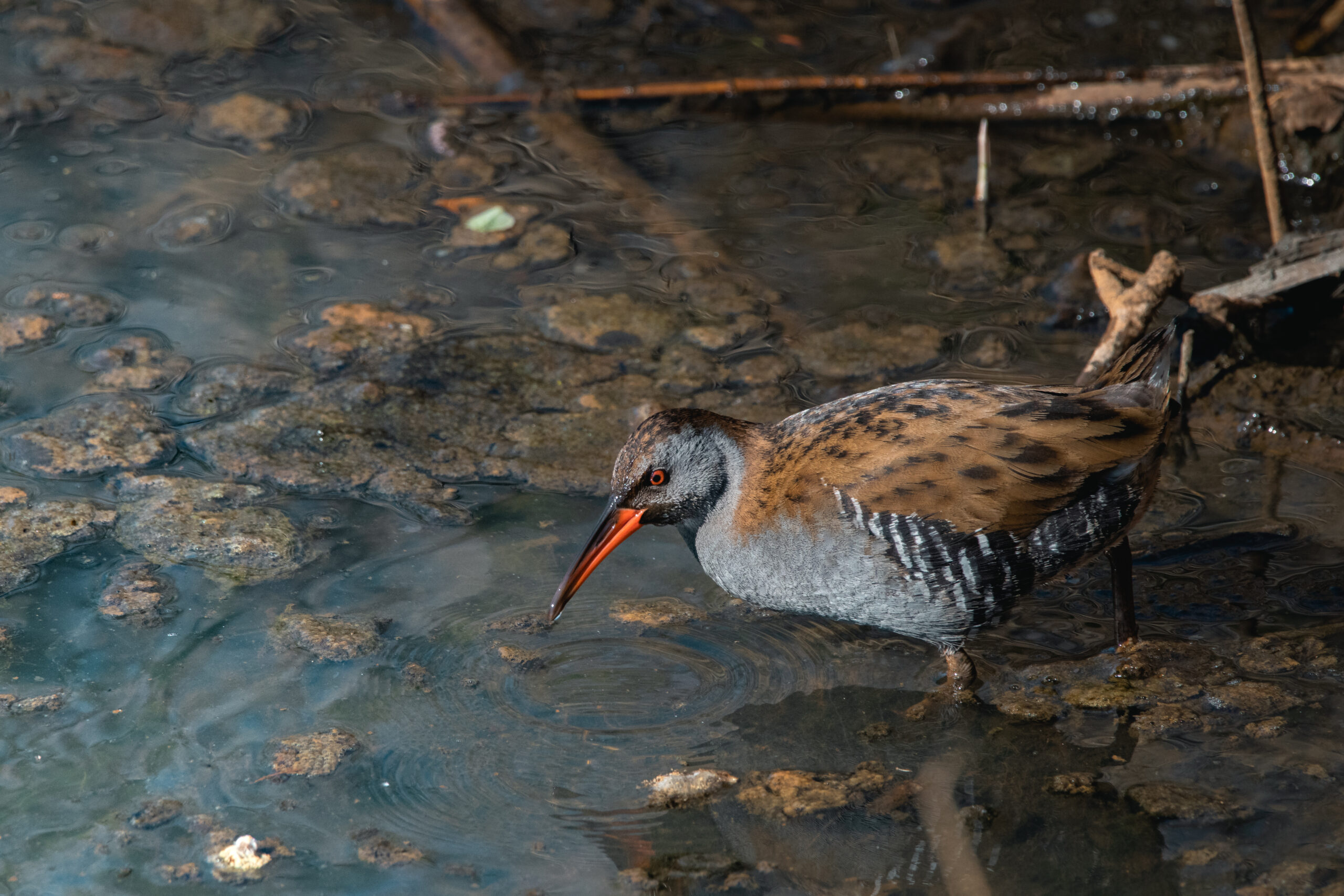 Porciglione - Ficedula
