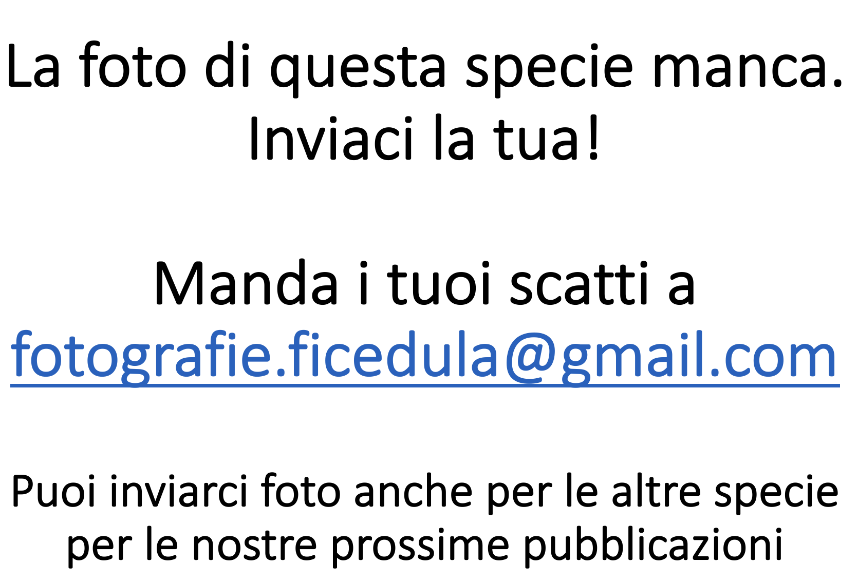 Ricerca foto Ficedula