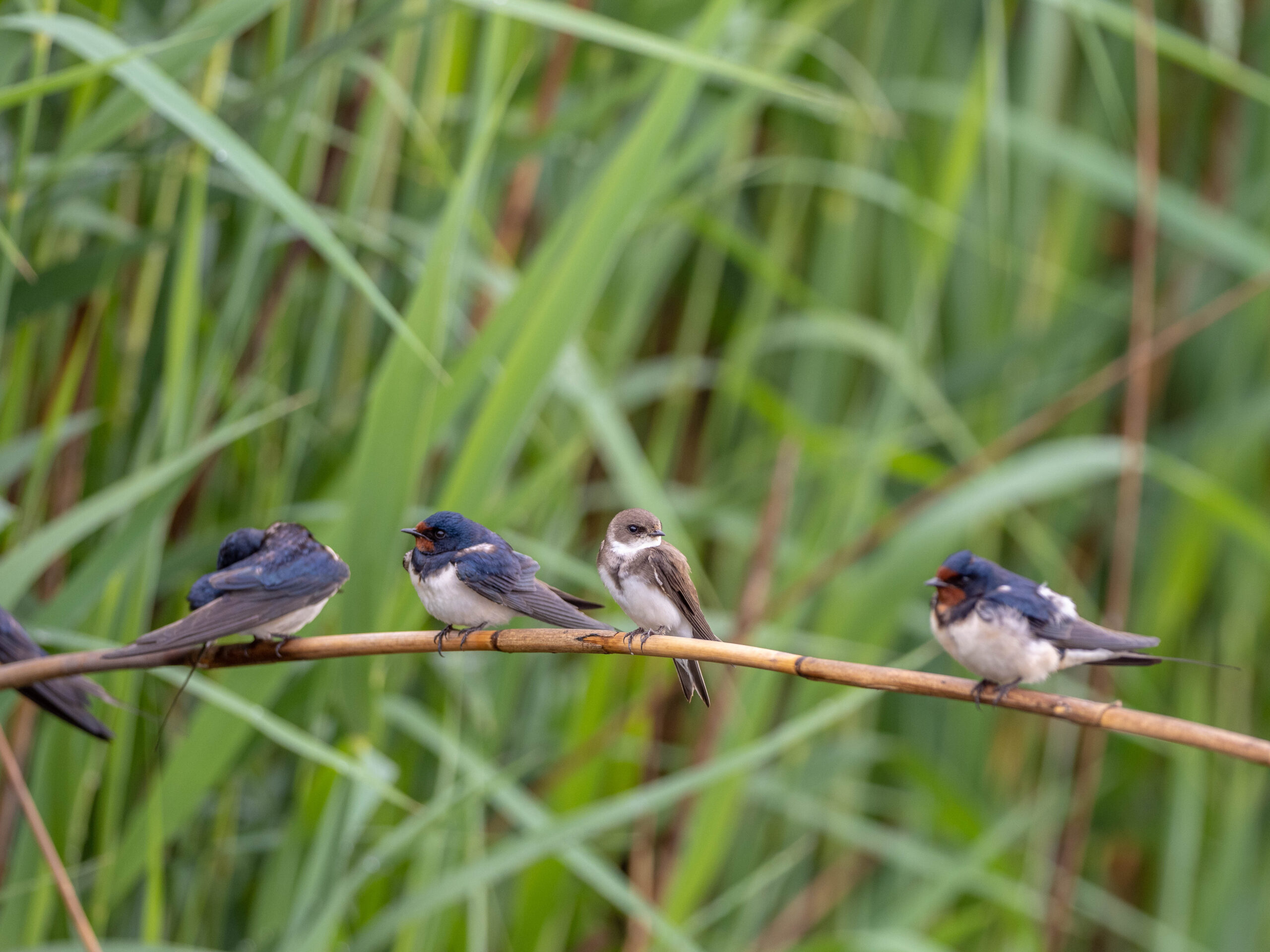 Un individuo di Topino insieme a rondini. Foto Orlando Ostinelli