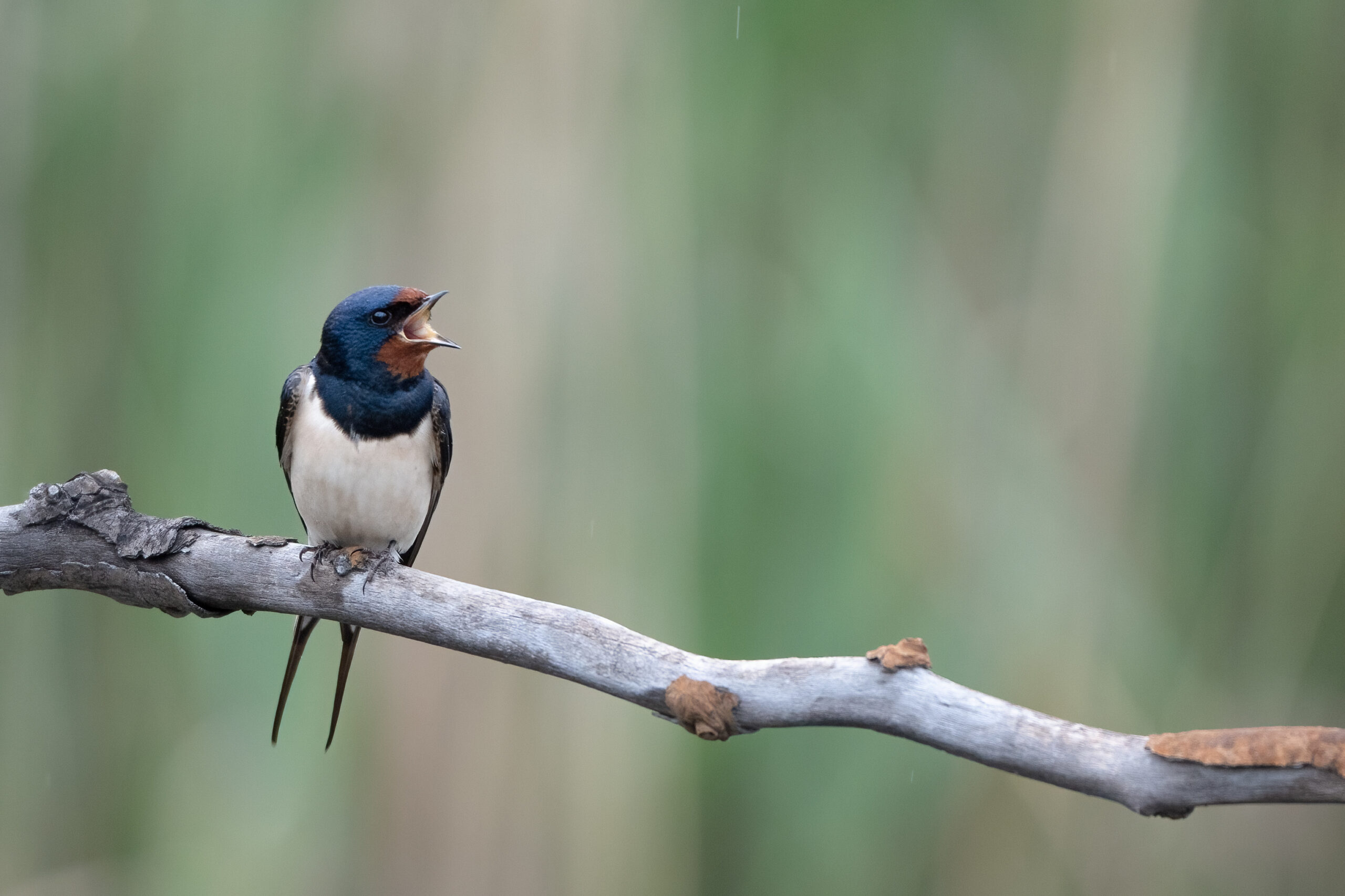 Foto di: Nicola Pini