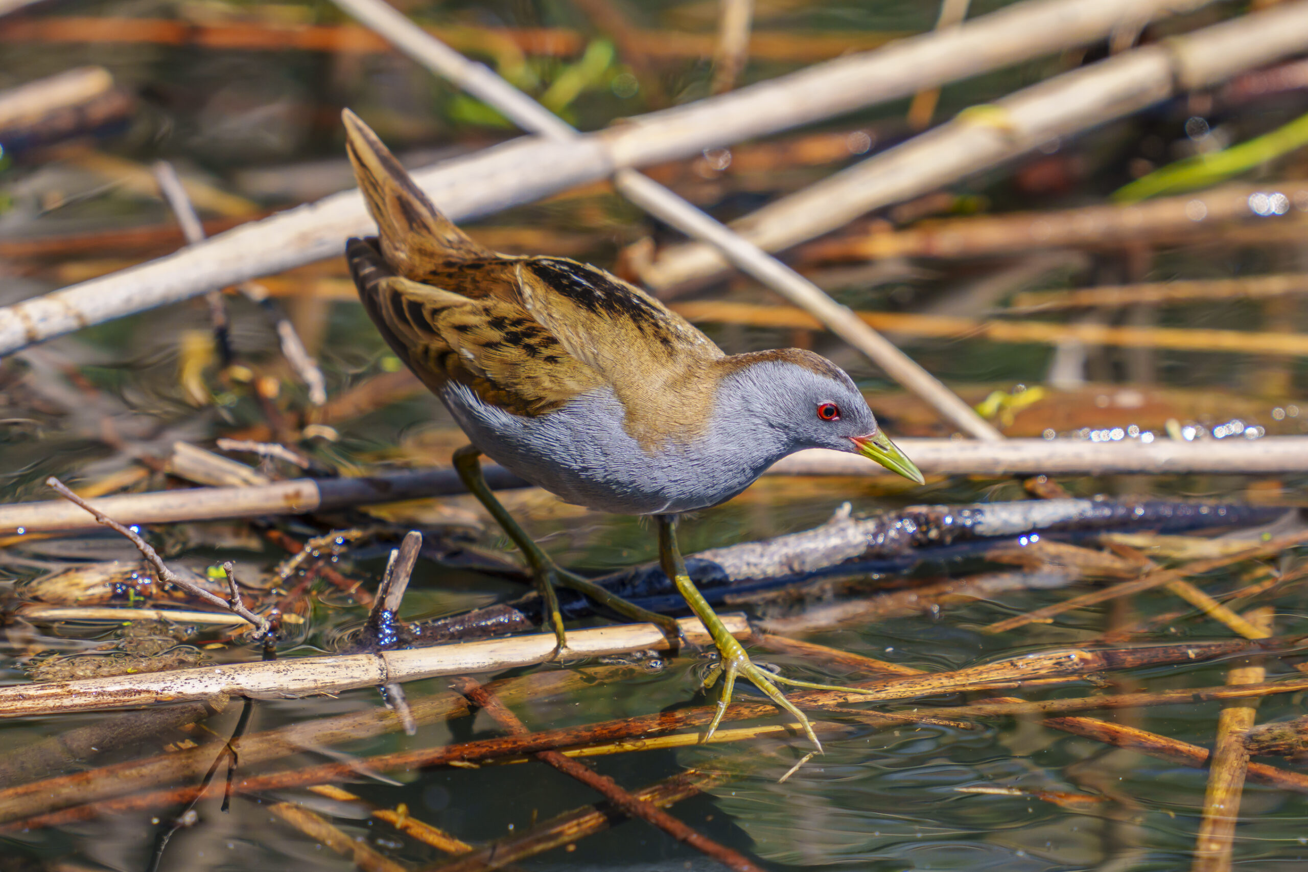 Foto di: Bruno Zahnd