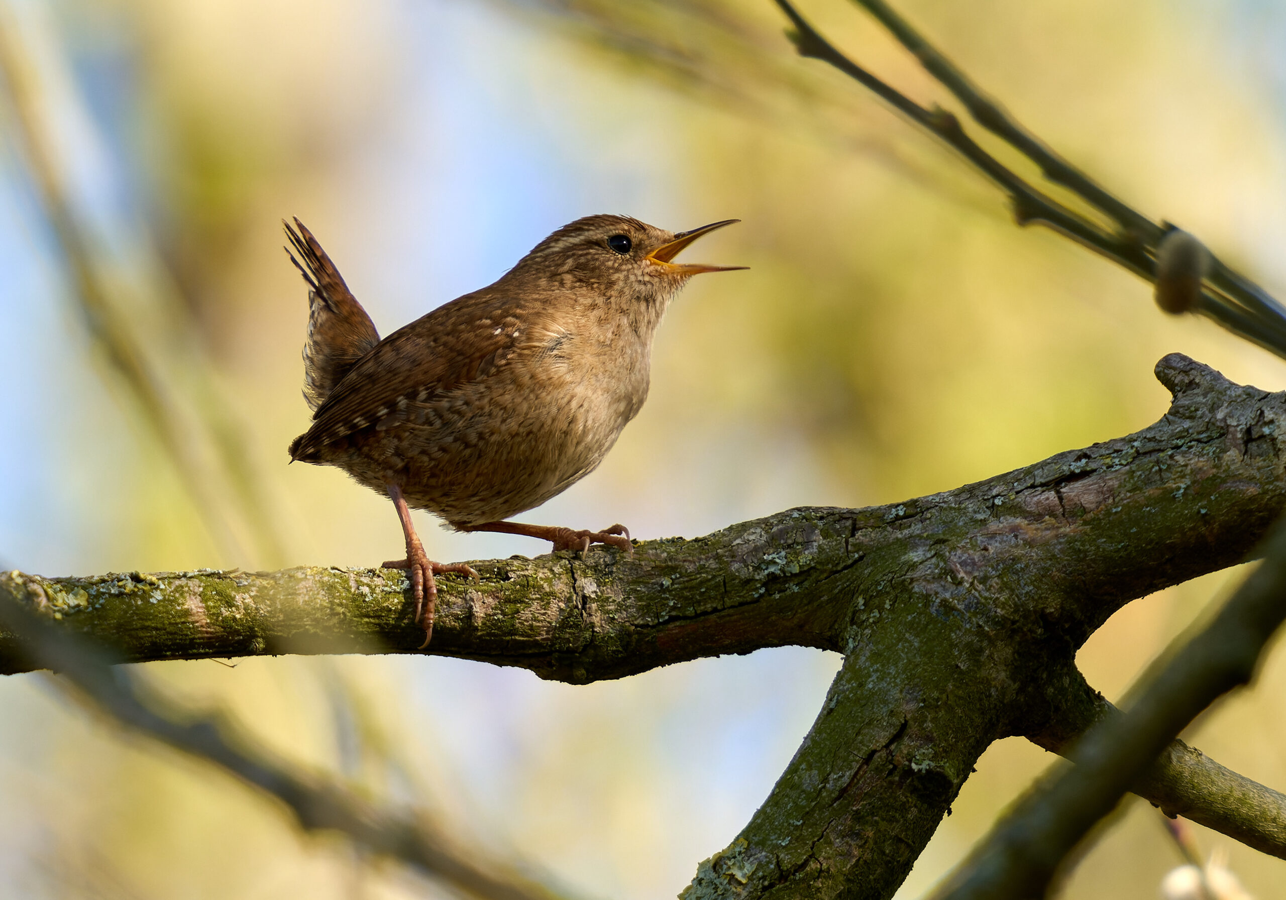 Foto di: Olaf Homfeld