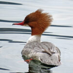 Smergo maggiore - Ficedula