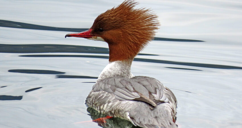 Smergo maggiore - Ficedula